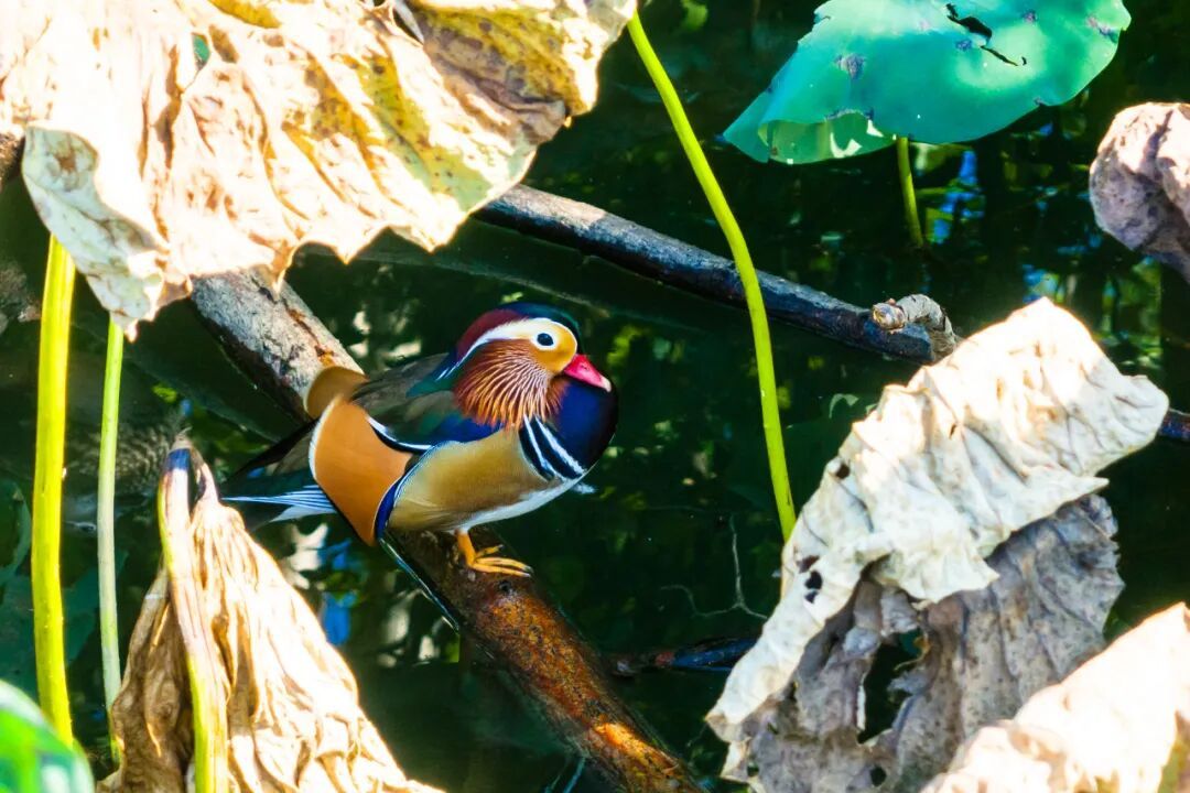 “烫头鸭”，有“鸭”来和你抢风头了！