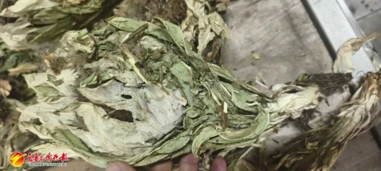 乌鲁木齐货车司机接了一单“玫瑰花”生意，背后竟牵出300万大案