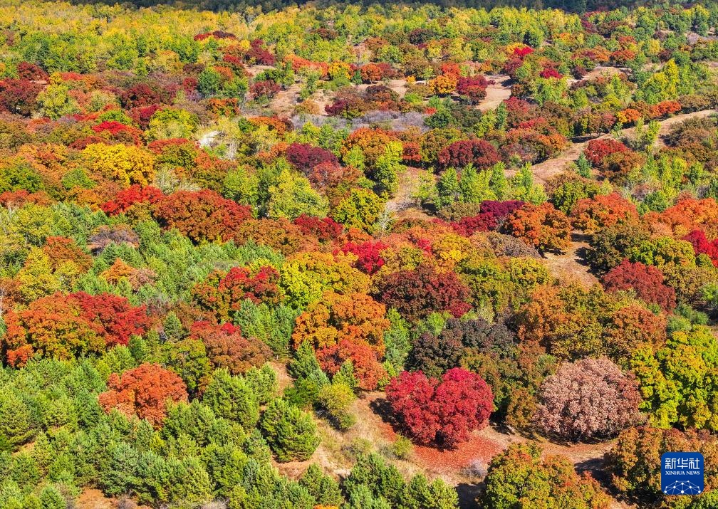 美丽中国丨乌旦塔拉 美如童话 美丽中国丨乌旦塔拉 美如童话