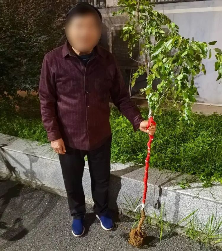 荒唐！孙女爱吃枣，爷爷竟将枣树连根盗挖