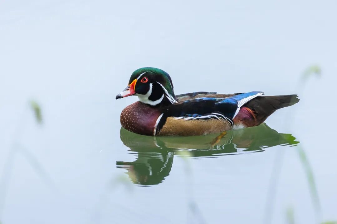 “烫头鸭”，有“鸭”来和你抢风头了！