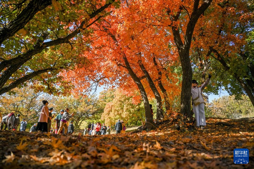 美丽中国丨乌旦塔拉 美如童话 美丽中国丨乌旦塔拉 美如童话