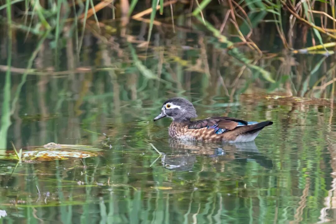 “烫头鸭”，有“鸭”来和你抢风头了！