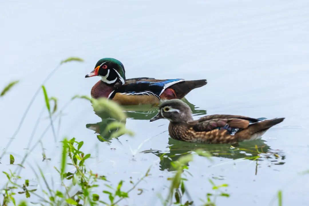 “烫头鸭”，有“鸭”来和你抢风头了！