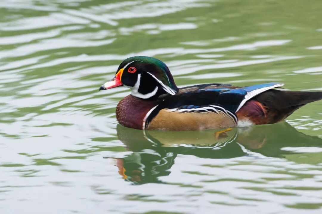 “烫头鸭”，有“鸭”来和你抢风头了！