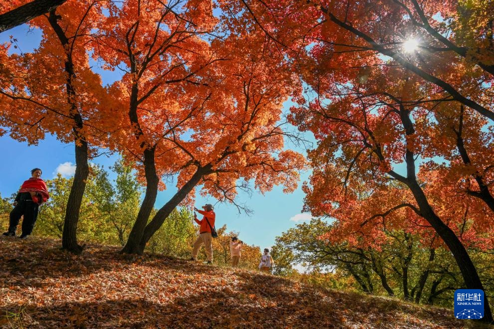 美丽中国丨乌旦塔拉 美如童话 美丽中国丨乌旦塔拉 美如童话