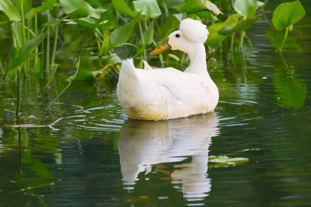 “烫头鸭”，有“鸭”来和你抢风头了！