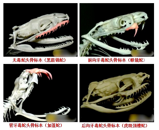 被咬还打包凶手！广东62岁阿叔“提蛇看病”惊呆医生
