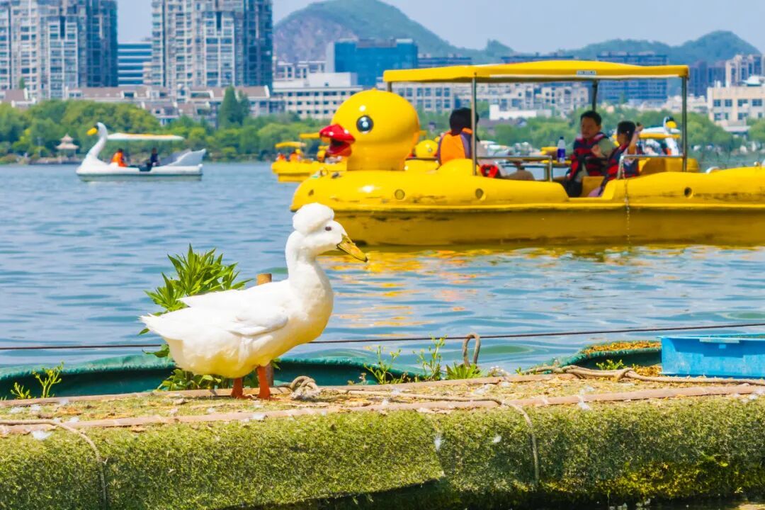 “烫头鸭”，有“鸭”来和你抢风头了！