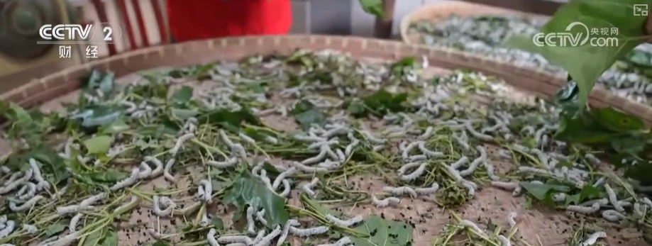 “文化+创新+沉浸体验”，新名片！透视具象化成功案例 看农文旅发展多彩新图景