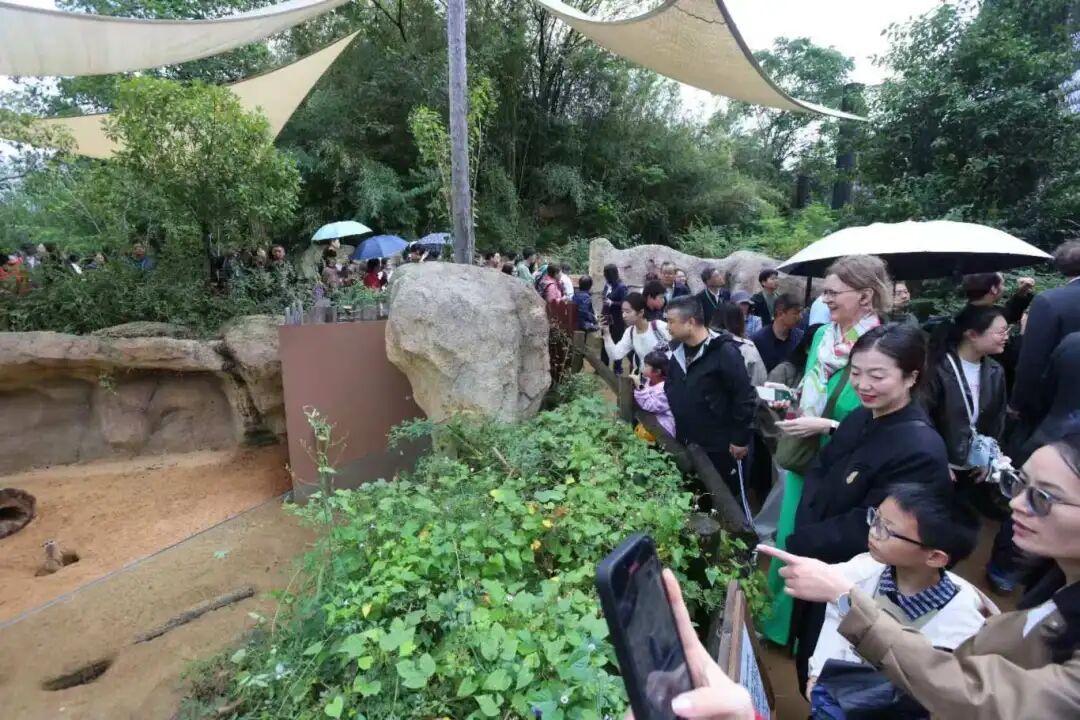 “四巨头”官宣！大批游客冒雨赶来……