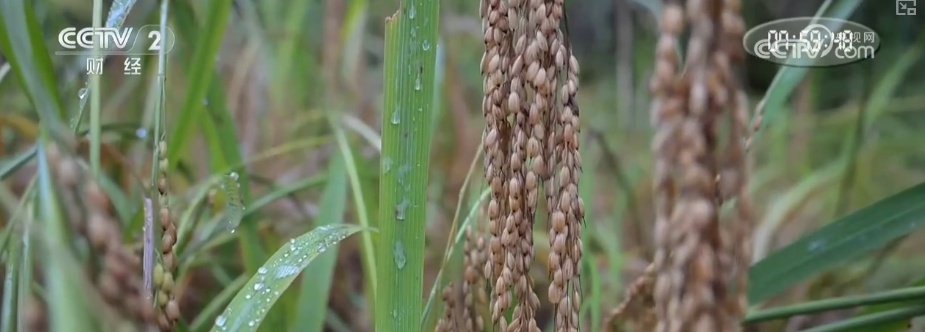 “文化+创新+沉浸体验”，新名片！透视具象化成功案例 看农文旅发展多彩新图景