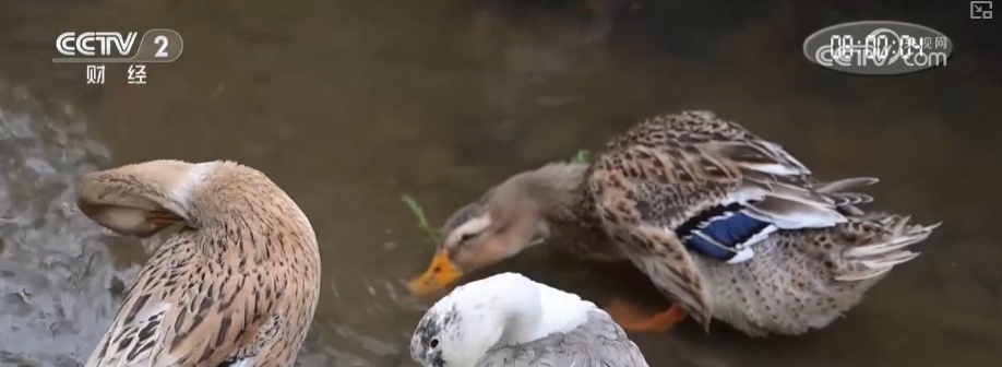 “文化+创新+沉浸体验”，新名片！透视具象化成功案例 看农文旅发展多彩新图景