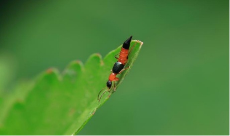 遇到这种虫千万别拍,会毁容! 遇到这种虫千万别拍,会毁容!