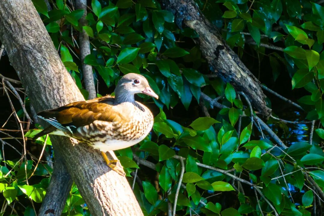 “烫头鸭”，有“鸭”来和你抢风头了！