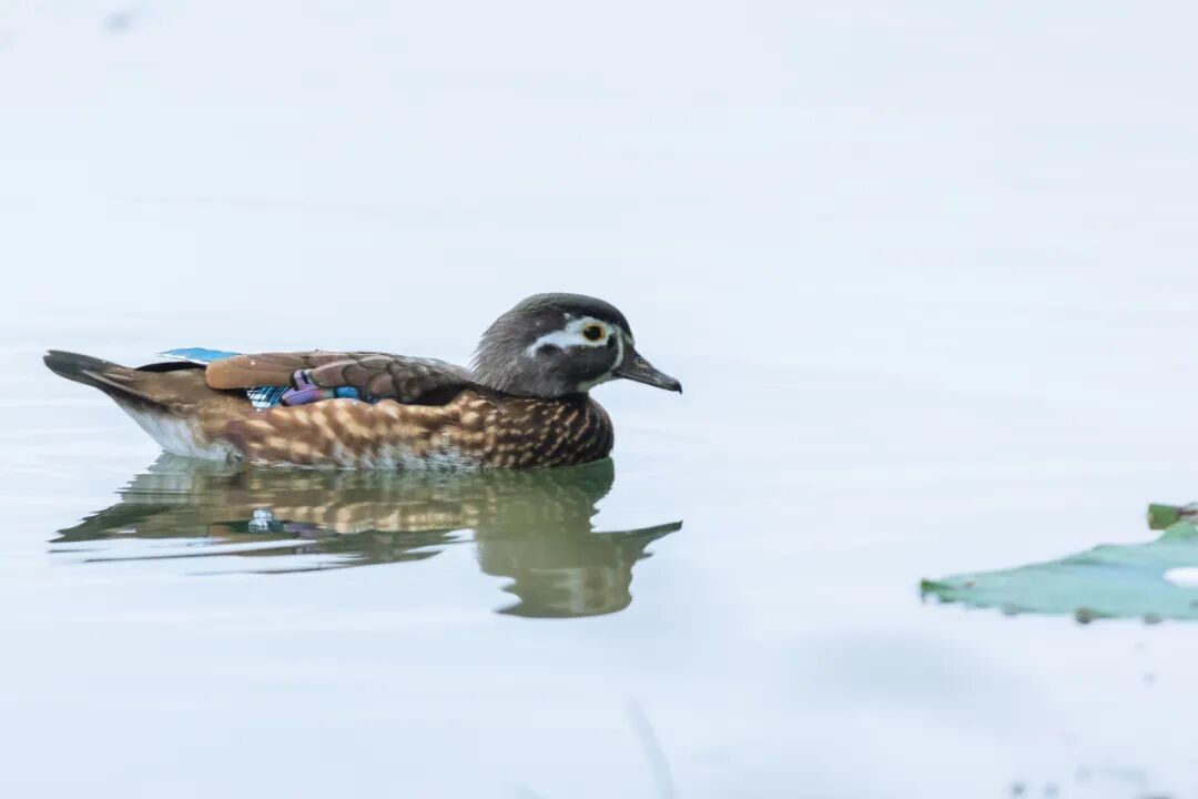 “烫头鸭”，有“鸭”来和你抢风头了！