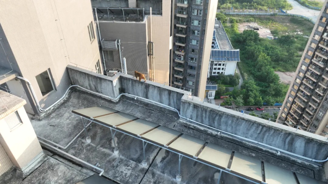 猴哥已在南宁小区住5天了！3个诱捕笼均未上当