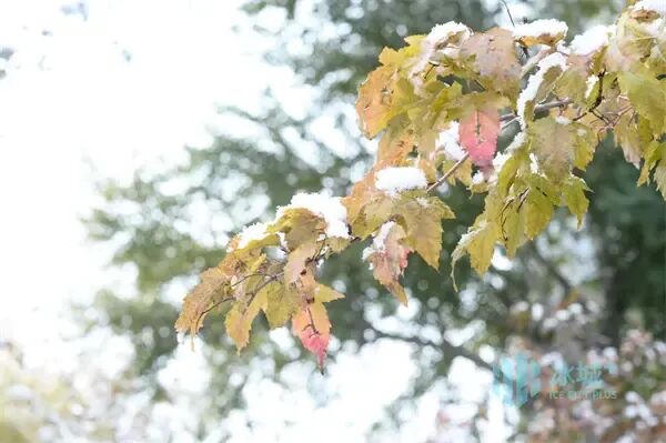 浪漫满分!冰城风雪漫卷,夜间气温较低 浪漫满分!冰城风雪漫卷,夜间气温较低