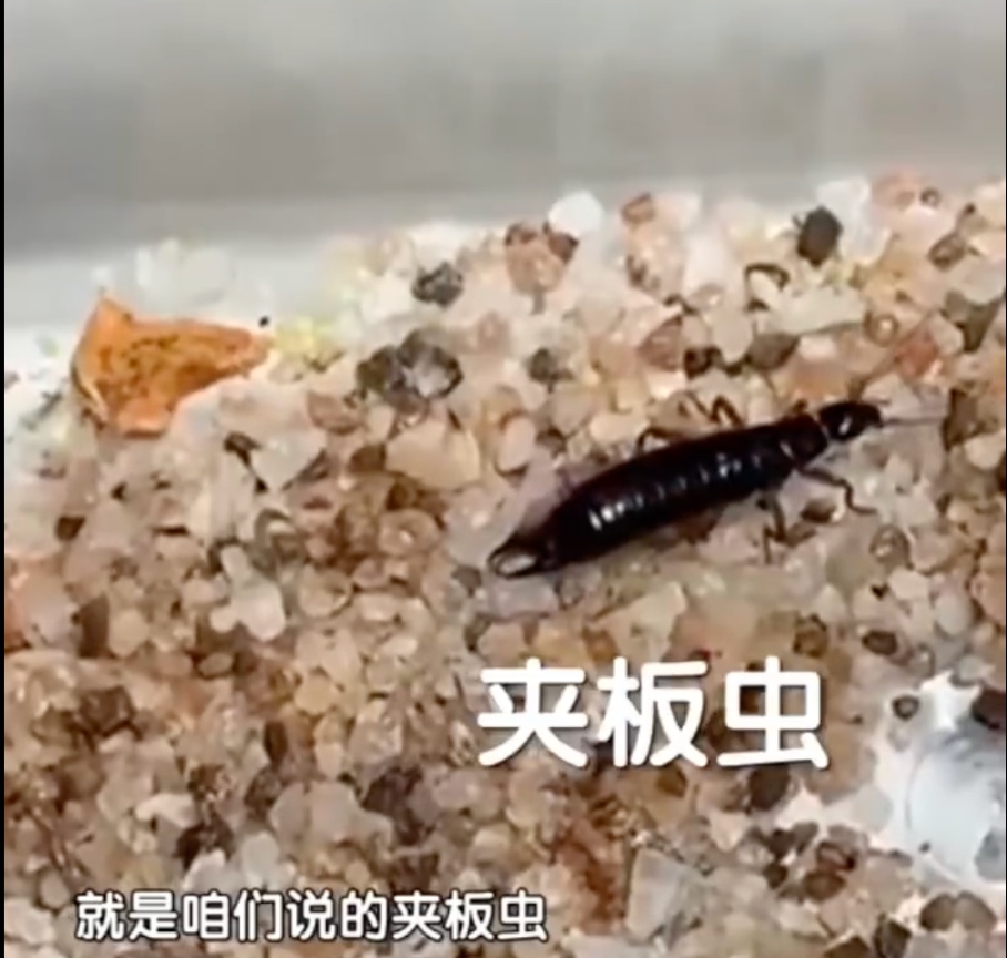 北京一居民家中惊现黑色“剪刀虫”,尾巴带钳子……啥东西?! 北京一居民家中惊现黑色“剪刀虫”,尾巴带钳子……啥东西?!
