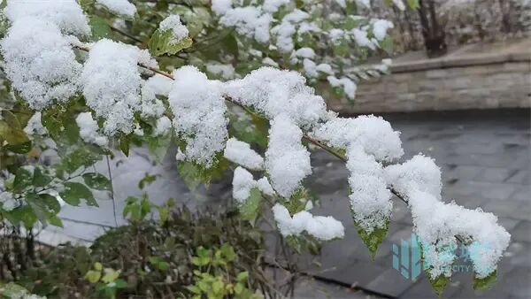 浪漫满分!冰城风雪漫卷,夜间气温较低 浪漫满分!冰城风雪漫卷,夜间气温较低