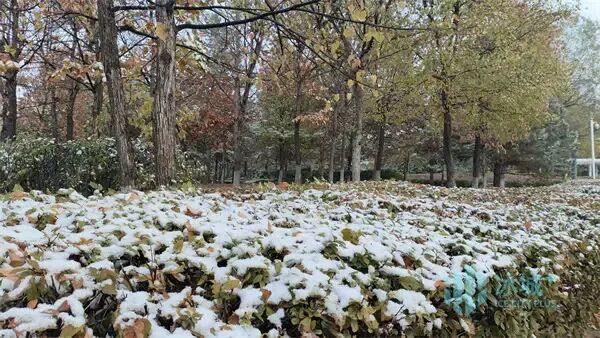 浪漫满分!冰城风雪漫卷,夜间气温较低 浪漫满分!冰城风雪漫卷,夜间气温较低