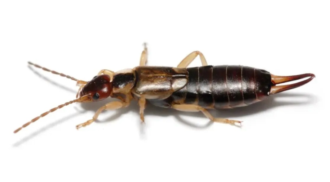 北京一居民家中惊现黑色“剪刀虫”,尾巴带钳子……啥东西?! 北京一居民家中惊现黑色“剪刀虫”,尾巴带钳子……啥东西?!