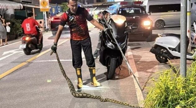 泰国一条3米巨蟒生吞猫咪后无法移动，在草丛里死亡