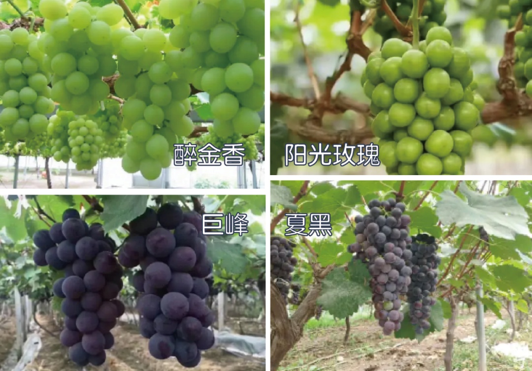 黄绿、紫红、蓝黑…吃哪种颜色的葡萄最好? 黄绿、紫红、蓝黑…吃哪种颜色的葡萄最好?