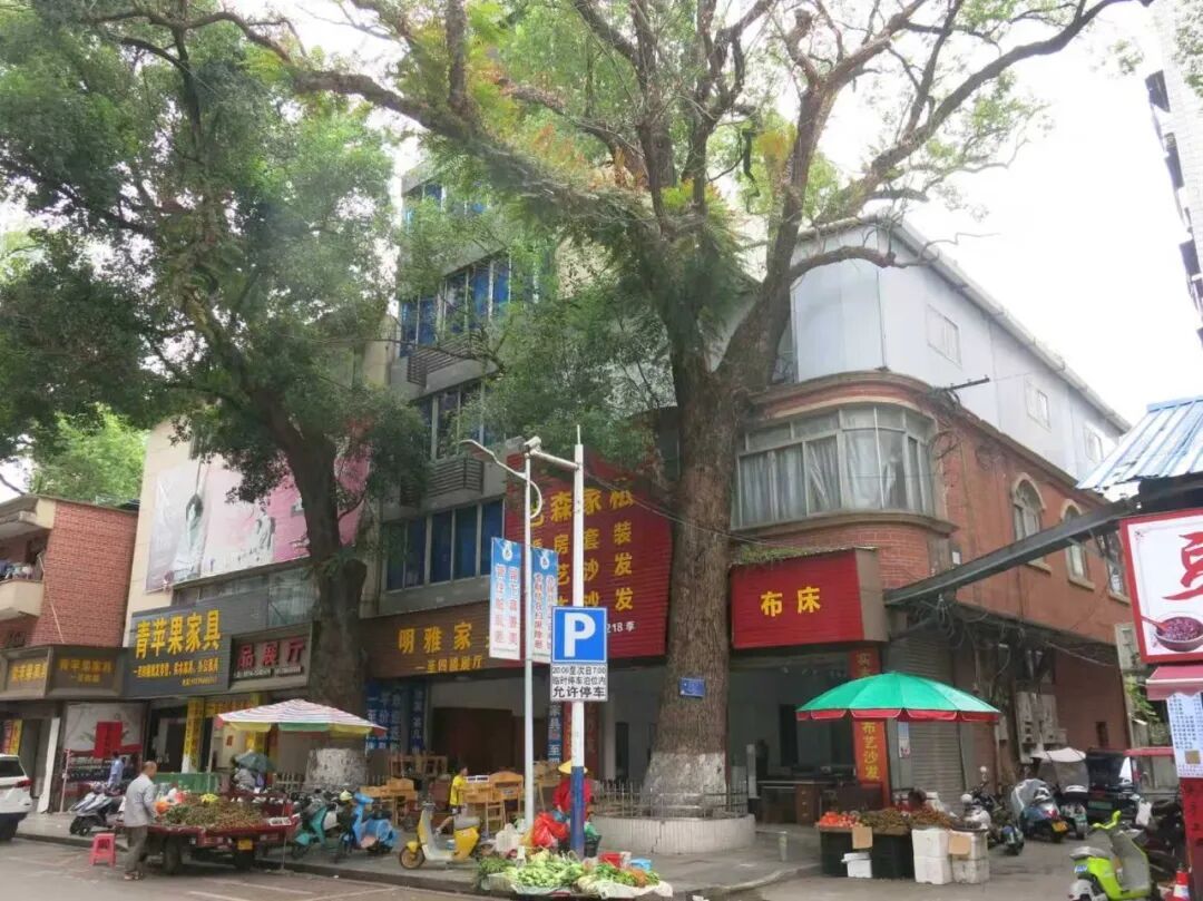 男子多次给220年古树投毒，原因竟是……