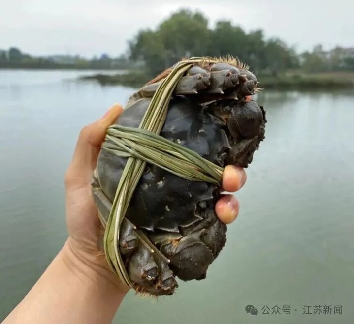穿上羽绒服的北方人还没吃上大闸蟹？ 江苏：你知道我们这几个月怎么过的吗？