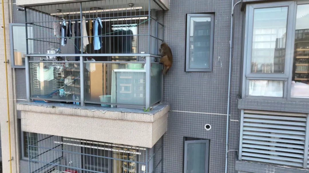 猴哥已在南宁小区住5天了！3个诱捕笼均未上当