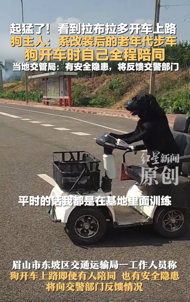 网友看到拉布拉多开车上路 当地交管局：将反馈交警部门