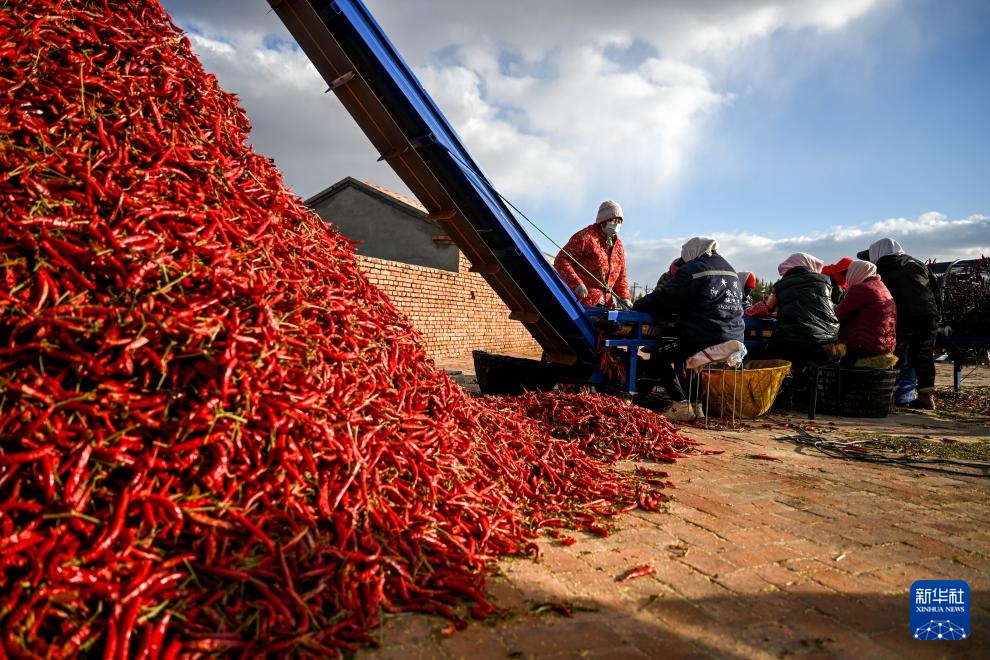 内蒙古通辽:火红干椒迎丰收 内蒙古通辽:火红干椒迎丰收