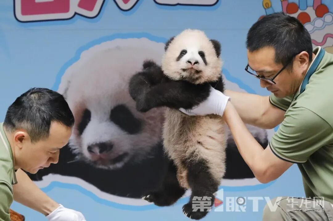 “重动”成员+1!大熊猫“良月”幼仔首次亮相 “重动”成员+1!大熊猫“良月”幼仔首次亮相
