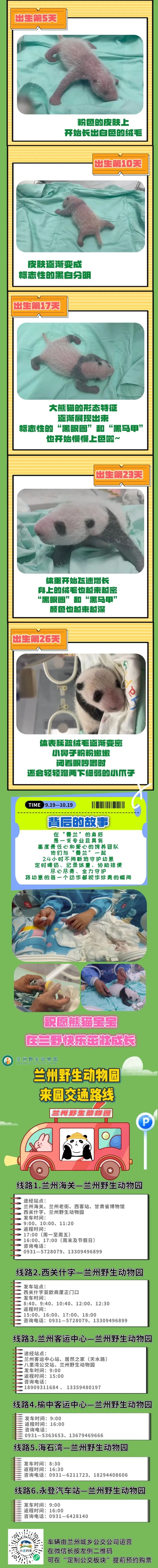 满月啦!大熊猫“曼兰”喜得贵子 满月啦!大熊猫“曼兰”喜得贵子