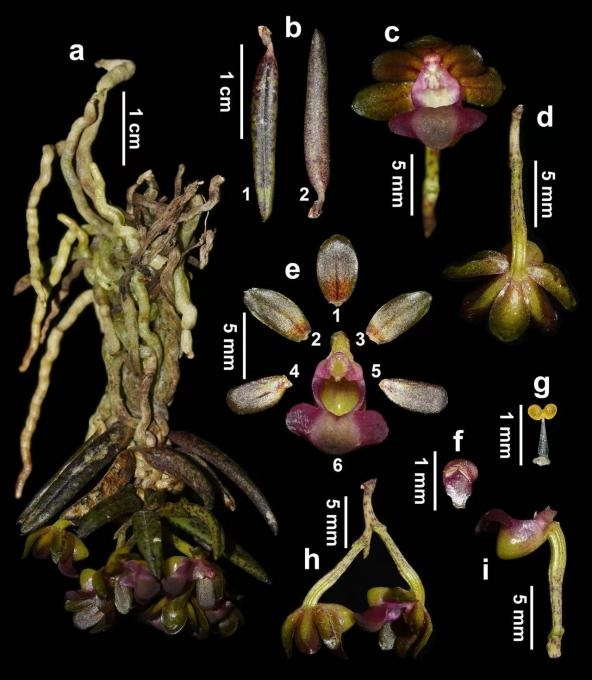 四川发现兰科新物种“九寨沟盆距兰”
