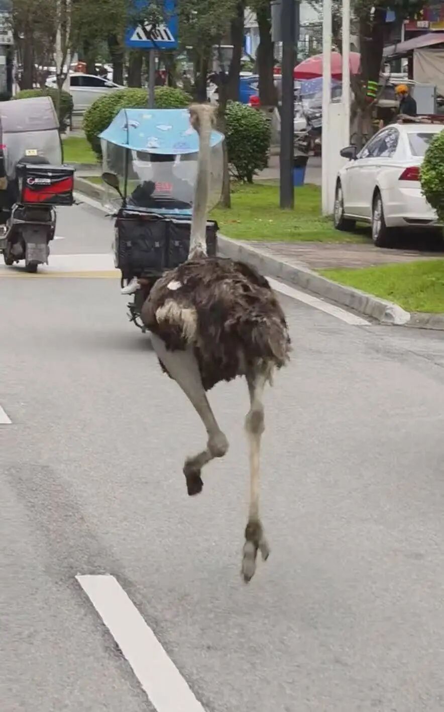 两只鸵鸟“越狱”后在成都街头狂奔!最新:系从餐馆逃出,已捉回 两只鸵鸟“越狱”后在成都街头狂奔!最新:系从餐馆逃出,已捉回