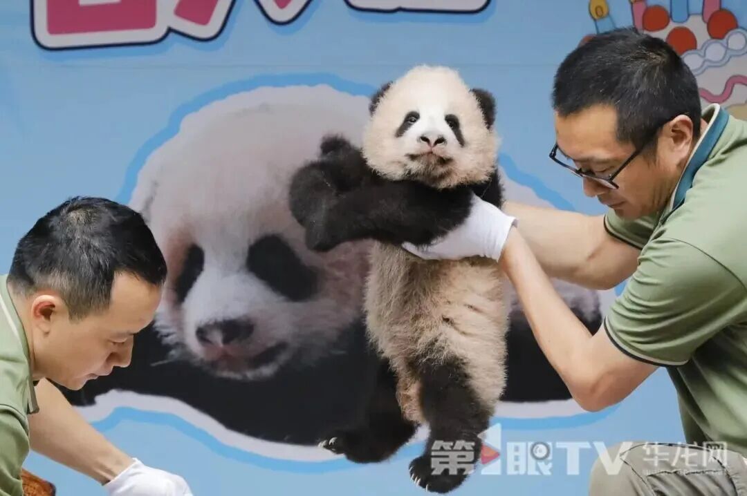 下一个顶流！大熊猫“良月”幼仔满百天啦，首次亮相重庆动物园