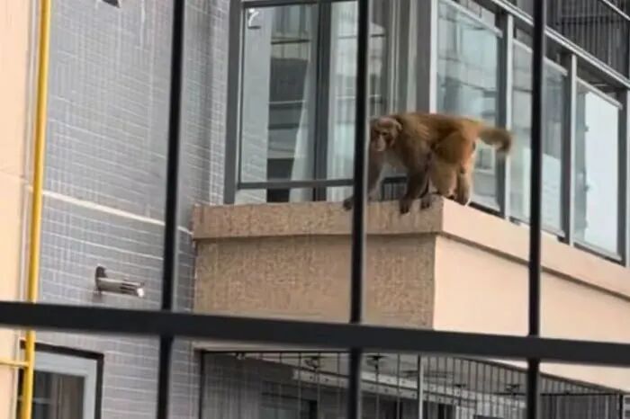 “猴哥”在南宁小区已经6天了！物业：已放置诱捕笼，暂未抓住