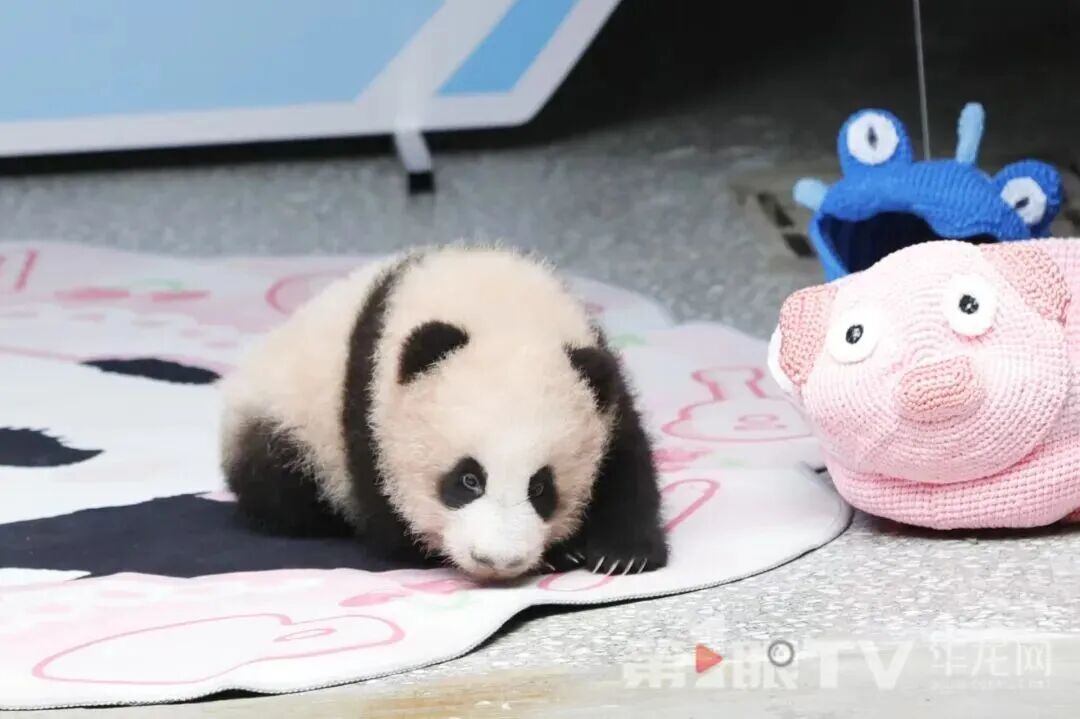 下一个顶流！大熊猫“良月”幼仔满百天啦，首次亮相重庆动物园