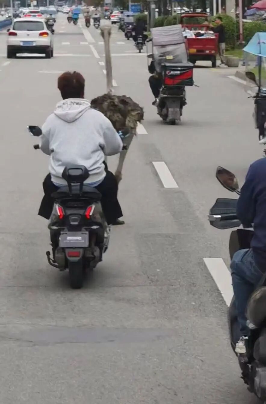 两只鸵鸟“越狱”后在成都街头狂奔!最新:系从餐馆逃出,已捉回 两只鸵鸟“越狱”后在成都街头狂奔!最新:系从餐馆逃出,已捉回