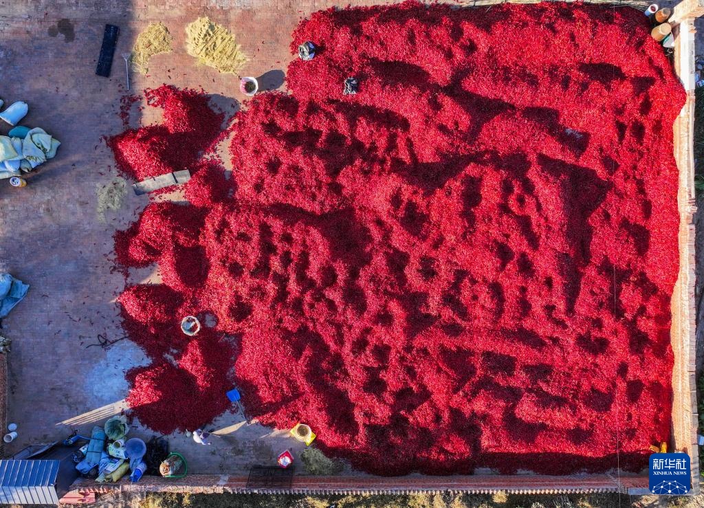 内蒙古通辽:火红干椒迎丰收 内蒙古通辽:火红干椒迎丰收