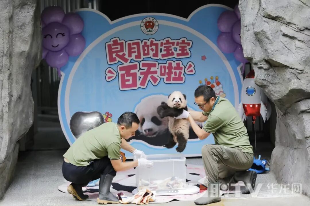 “重动”成员+1!大熊猫“良月”幼仔首次亮相 “重动”成员+1!大熊猫“良月”幼仔首次亮相