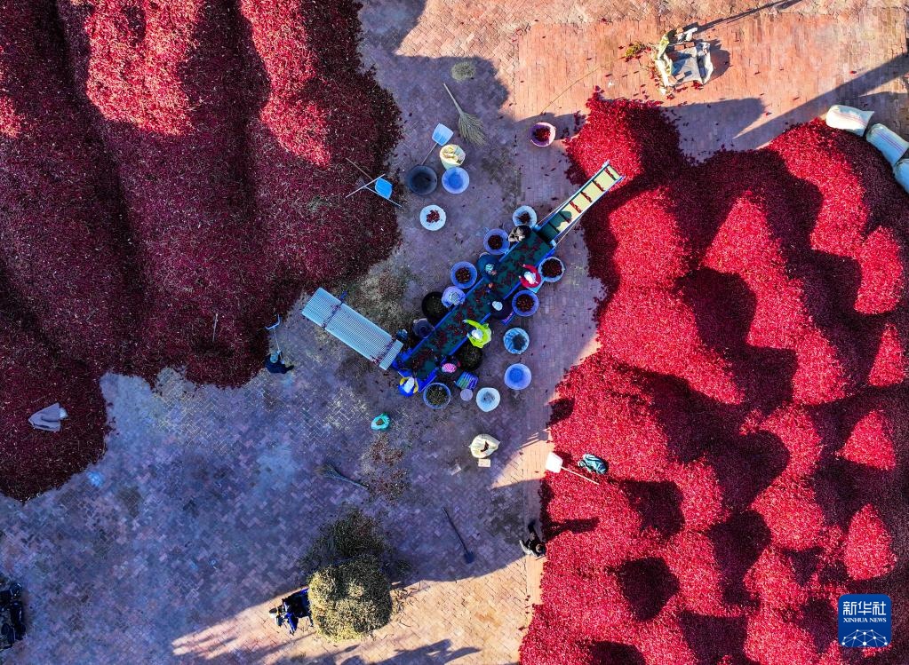 内蒙古通辽:火红干椒迎丰收 内蒙古通辽:火红干椒迎丰收