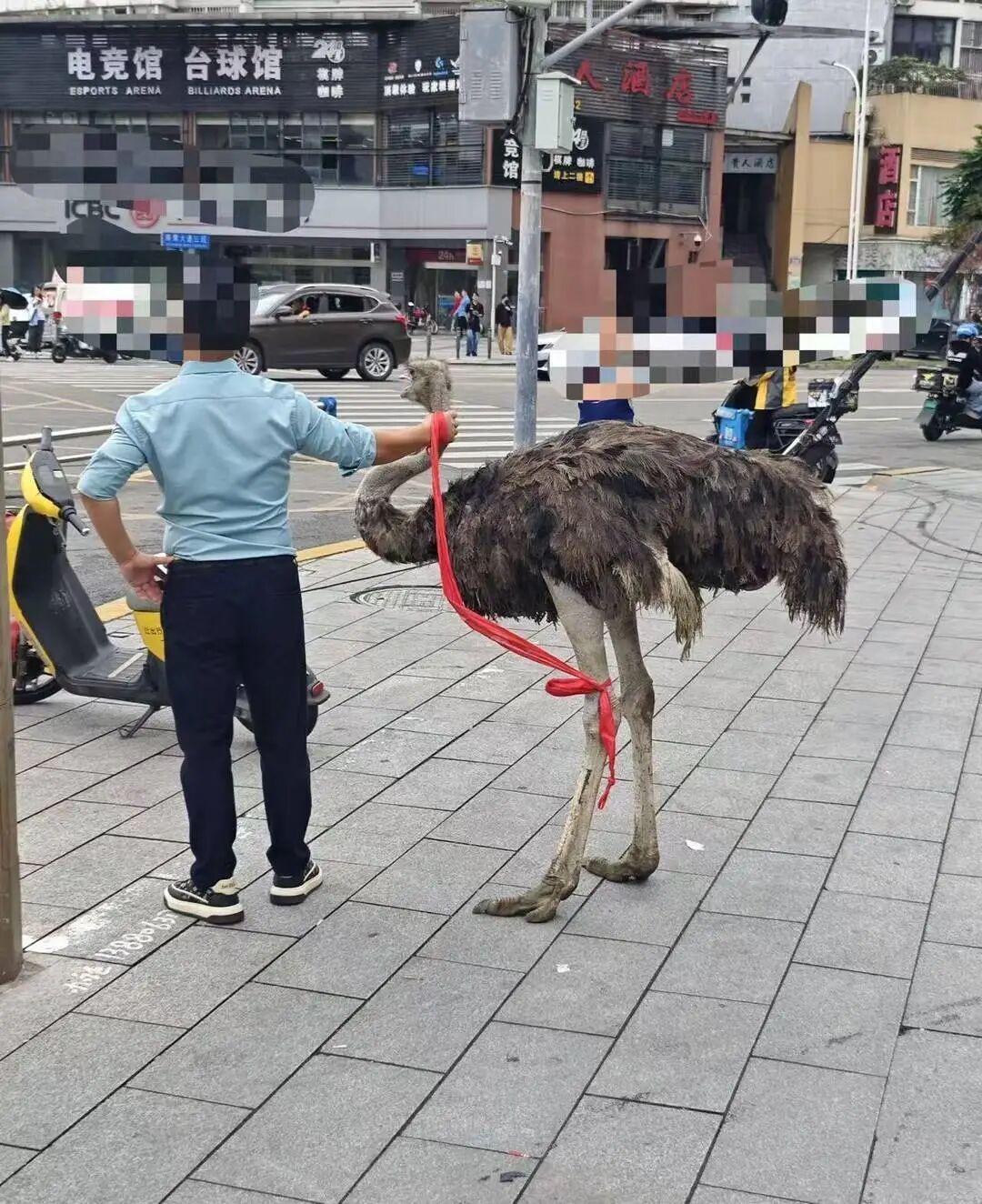 两只鸵鸟“越狱”后在成都街头狂奔!最新:系从餐馆逃出,已捉回 两只鸵鸟“越狱”后在成都街头狂奔!最新:系从餐馆逃出,已捉回