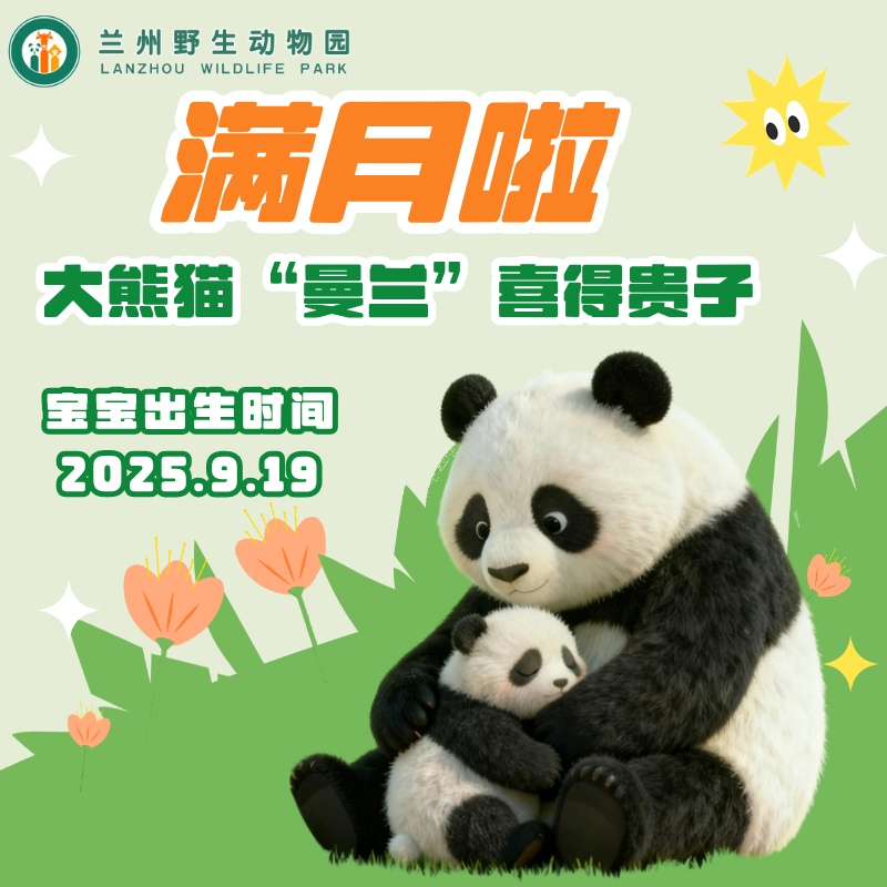 满月啦!大熊猫“曼兰”喜得贵子 满月啦!大熊猫“曼兰”喜得贵子