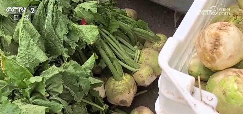 冬储菜上市热销保障公众秋冬季“菜篮子”供应 “一元菜”受欢迎