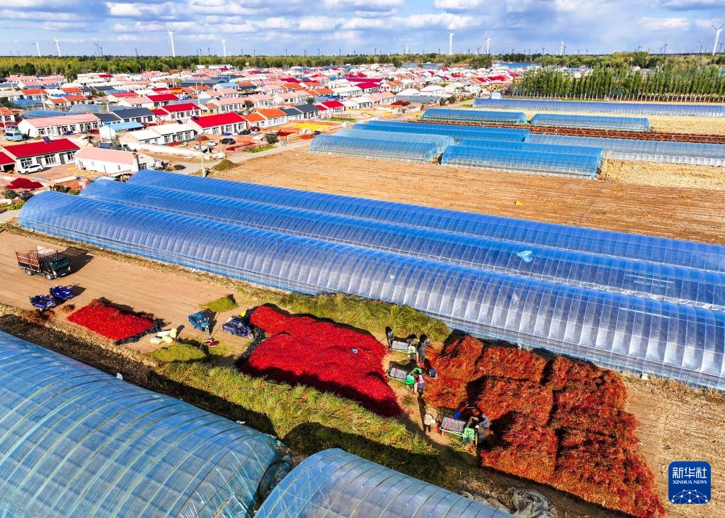 内蒙古通辽:火红干椒迎丰收 内蒙古通辽:火红干椒迎丰收