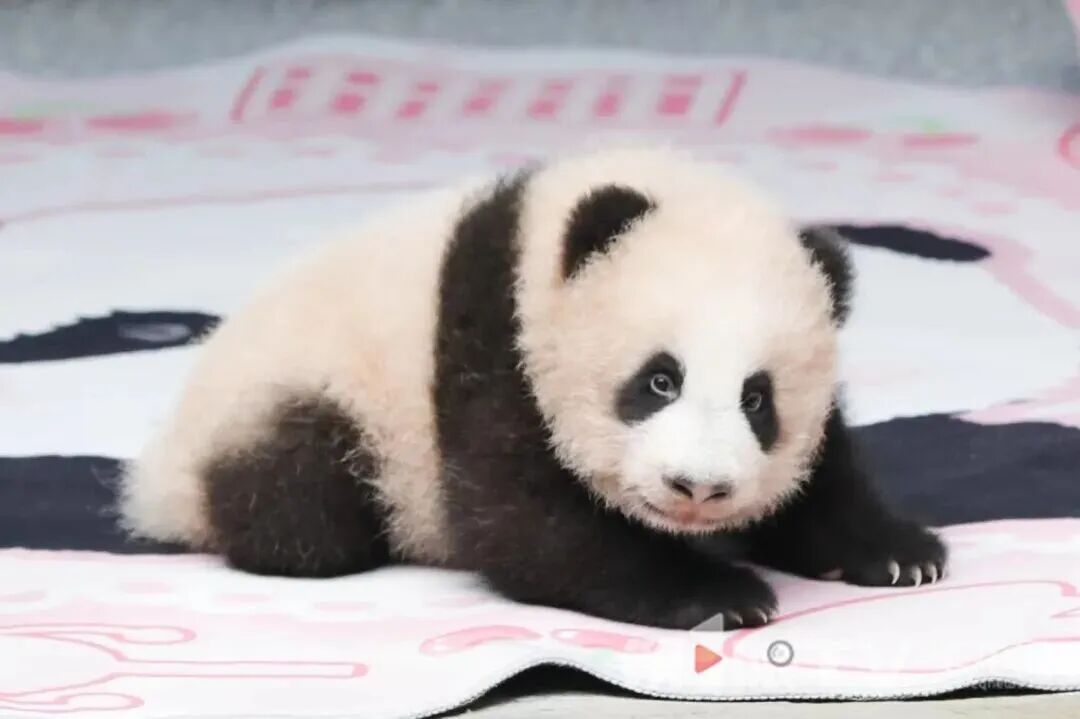 下一个顶流！大熊猫“良月”幼仔满百天啦，首次亮相重庆动物园