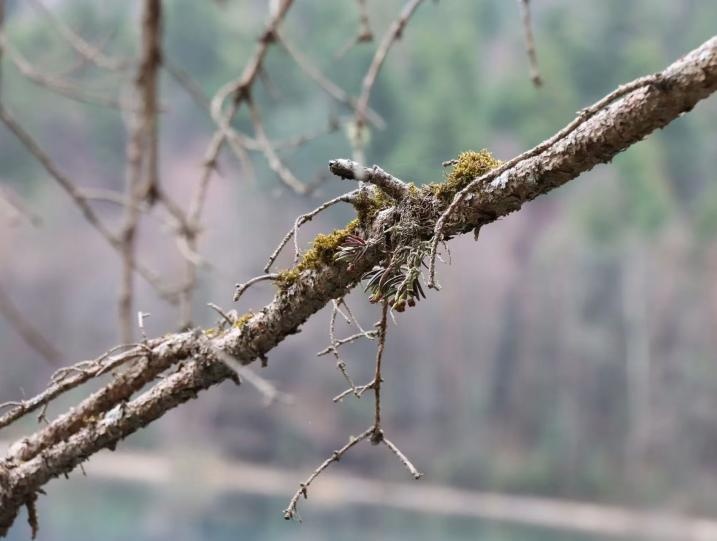 四川发现兰科新物种“九寨沟盆距兰”